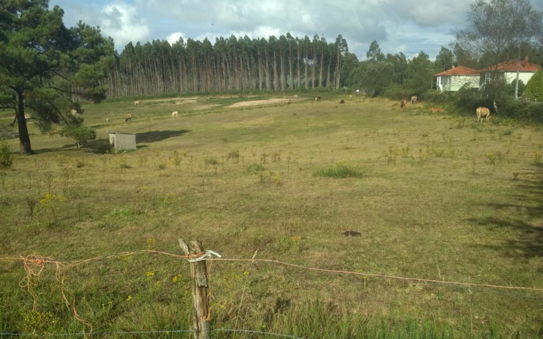 C343.1 – Finca a pasto en Melide